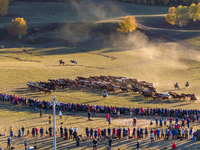 Ten Thousand Steeds Gallop at Ulan Butong Grassland in Chifeng.