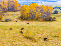 Birch Forest in Ulan Butong Grassland of Chifeng.