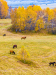 Birch Forest in Ulan Butong Grassland of Chifeng.