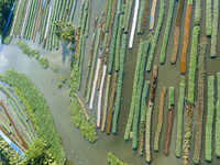 Traditional Floating Vegetables Garden In Bangladesh