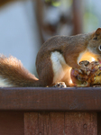 Squirrels Seen During The Autumn Season