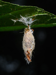 Animal India - Moth Cocoon - Trichomyrmex Destructor