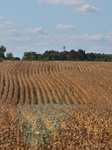 Agriculture In Markham, Canada