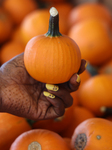 Pumpkins During The Autumn Season In Markham, Canada