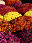 Colourful Autumn Mum Plants