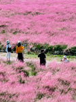 Pink Muhlygrass Tour in Nanjing.