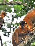 India Wildlife