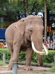 Chongqing Zoo Elephant.