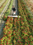 Chili Pepper Harvest in Shenyang