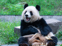 Giant Panda Play at Chongqing Zoo.