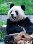 Giant Panda Play at Chongqing Zoo.