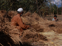 Paddy Harvesting In Kashmir