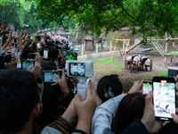 Giant Panda Play at Chongqing Zoo.