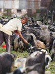 Dashain Preparations Begin In Nepal With Selection Of Mountain And He-goats