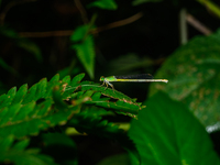 Coromandel Marsh Dart (Ceriagrion Coromandelianum) - Animal India