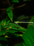 Coromandel Marsh Dart (Ceriagrion Coromandelianum) - Animal India