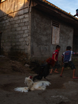 The Balinese Fighting Roosters