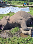 Wild Elephant Found Dead At Dudhia Village Near Gajoldoba