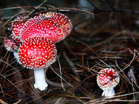 Toadstools In Poland