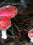 Toadstools In Poland