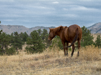 Black Hills Wild Horse Sanctuary