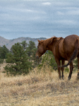 Black Hills Wild Horse Sanctuary