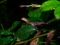 Baby Changeable Lizard (Calotes Versicolor) - Animal India