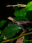 Baby Changeable Lizard (Calotes Versicolor) - Animal India