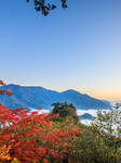 Maple Leaves in Full Bloom in Dandong.