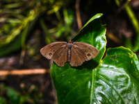 Mycalesis Perseus - Dingy Bushbrown  - Animal India