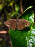 Mycalesis Perseus - Dingy Bushbrown  - Animal India