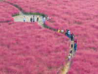 Tourists Play in A Pink Grass in Suqian.