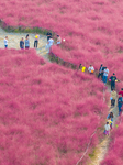 Tourists Play in A Pink Grass in Suqian.