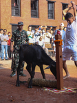 Dashain Festival Celebration In Nepal.