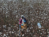 Cotton Harvest in Binzhou.