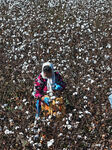 Cotton Harvest in Binzhou.