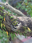 Squirrel  At A Tree In Siliguri