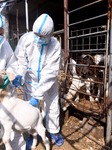 Livestock Epidemic prevention