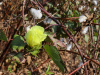 Cotton Harvest Season