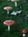 Mushrooms In Poland