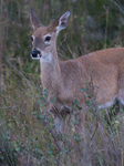 North American Whitetail Deer 