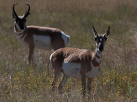 North American Pronghorn