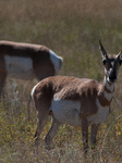 North American Pronghorn