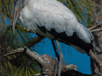 American Wood Stork