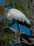 American Wood Stork