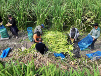 Water Bamboo Harvest in Lianyungang.