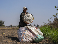 Cotton Harvest Season