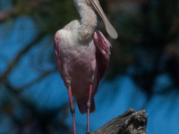 Roseate Spoonbill