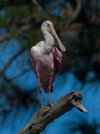 Roseate Spoonbill