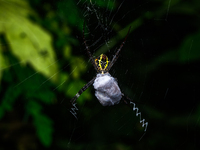 Signature Spider (Argiope Anasuja) - Animal India